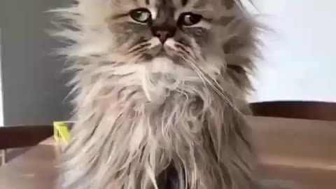 Funny cats