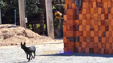 Can't Stop Laughing at this Fake Giant Bee vs Real Dog Prank!