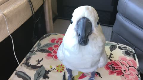 Chief The Cockatoo barking at traffic