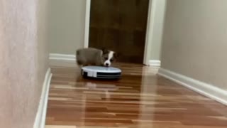 Baby Loki and The DeeBot