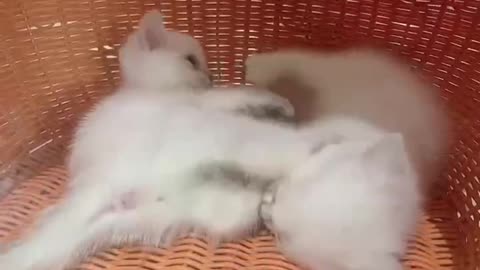 Two playful kittens