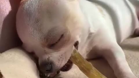 dogs.videos How delicious 😋🤤💞
