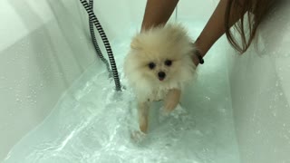 Pomeranian Puppy Learns to Swim (GUCHI)