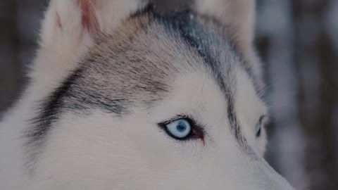 Siberian Husky