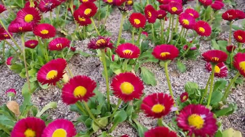 Red flowers swaying in the wind