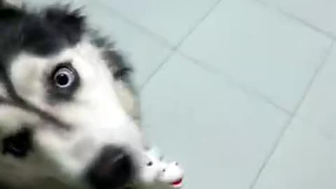 cute husky :D