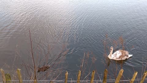 Mute swan swimming in a pond