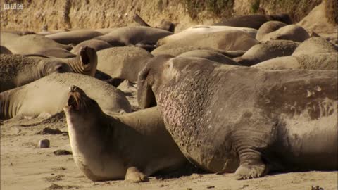 Just How BIG are Elephant Seals? | Super Giant Animals | BBC Earth