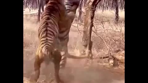 Two Tigers Fight