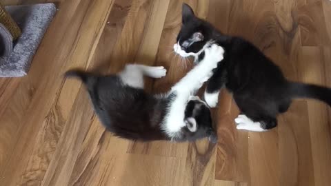 Kittens are having fun