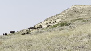 Herd of Buffalo