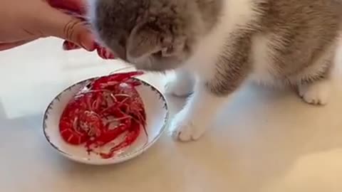 Cute Funny kitten Short Video