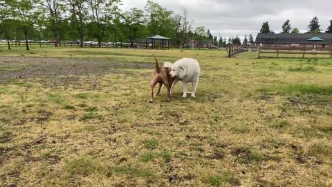 German Shepherd Attacks Pitbull [OFF LEASH PARK]