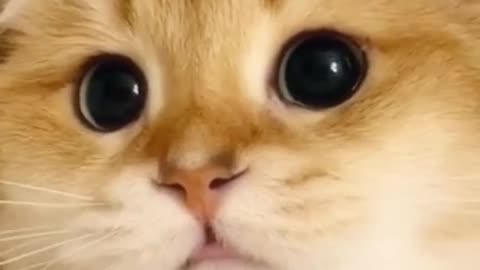 a cute kitten shows interest
