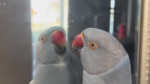 Funniest parrot Mirror mirror on the wall .Best funny video of animal 2024