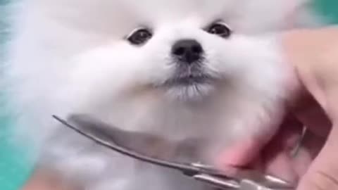 Funny Cute puppy