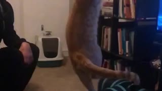 Orange white cat jumps up to catch green feather toy