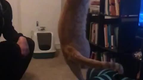 Orange white cat jumps up to catch green feather toy