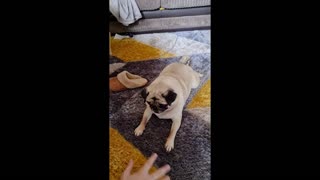 Pepper the pugs playtime