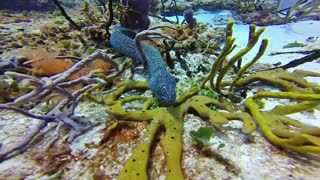 Moray eel hunting