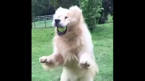 Golden Retriever Puppies Cute And Funny Video New--2021