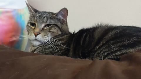 Stripey cat gets a kiss from Lucy