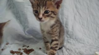 Kitten Tries His Best To Stay Awake For Playtime