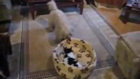 Funny Cat And Dog Fight For A Bed