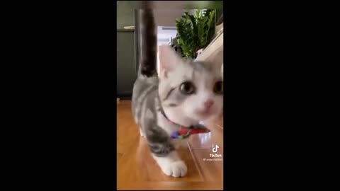 🥰 Cute Kitten & Funny Cat 🐈