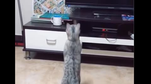 Cute Cats enjoy in this video