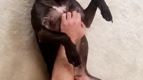 Happy black dog laying on white carpet enjoys pets while relaxing on back
