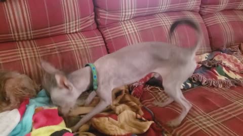 Chinese Crested Puppy Learns to Masturbate