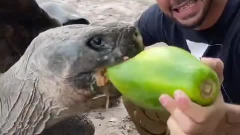 😱😱 104 years old tortoise🐢 #Shorts #wildlife #viralwildlife