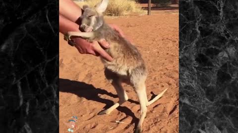 The baby kangaroo was very emotional because of the love