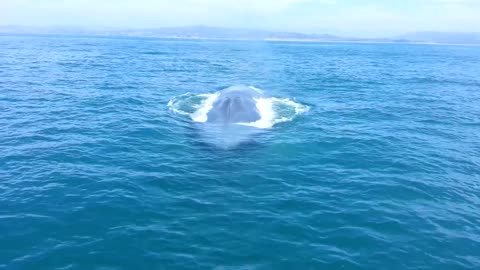 close encounter with blue whale at dana point