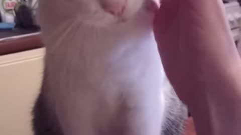 Funny Cat Refuses to be Petted by its Owner 😅😅 #FunnyCAT #SHORTS!