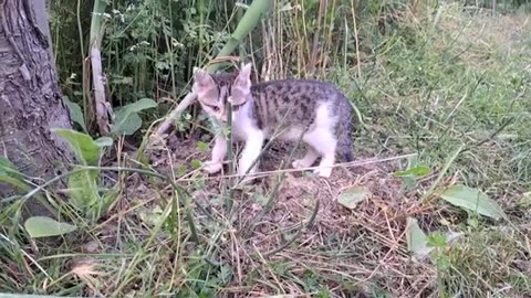 Little Kittens Climb Tree. These kittens make people laugh a lot 😂