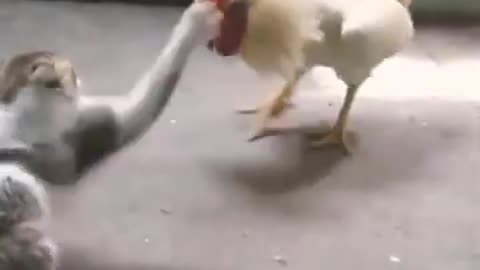 Funny video. Cat hain fight