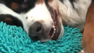 Needy dog gets frustrated when owner stops scratches