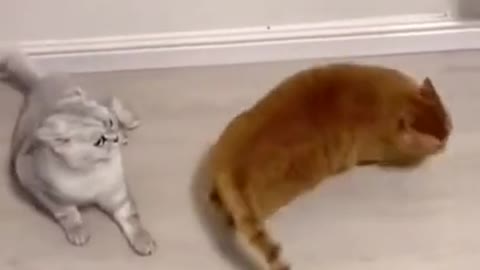 Cat That Cant Jump....Funny Cats😾