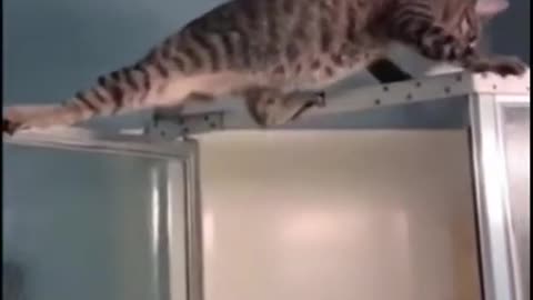 The cat can't get up and down