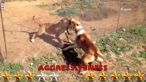 WATCH THIS! Rottweiler VS Pitbull MUST WATCH!