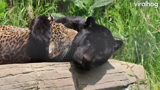 An affectionate Jaguar couple cuddle and groom each other 🐈💖🫂