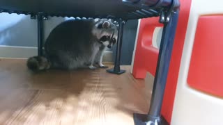 Raccoon is hiding because he doesn't want to exercise.