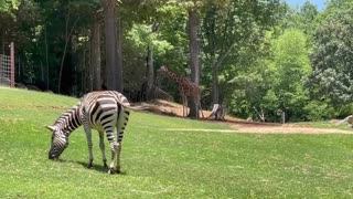 Zebras and a giraffe at the zoo