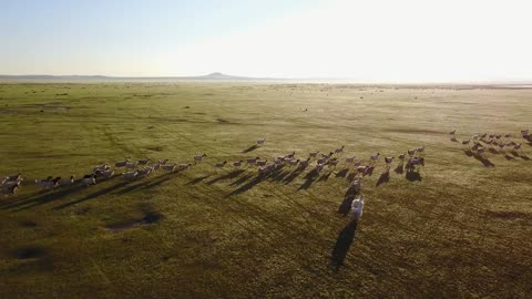 Horses gallop on the vast grassland