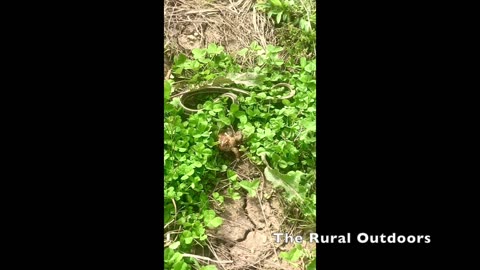 Snake meets frog | The Rural Outdoors