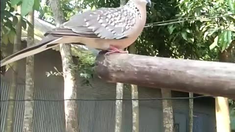 Calls of a Spotted Dove in natural Village