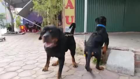 Dog barking | When the Rottweiler is aggressive [ Barking dog