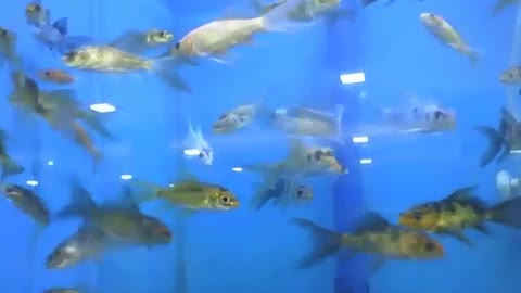 Muitos peixes pequenos nadando no aquário da loja [Nature & Animals]